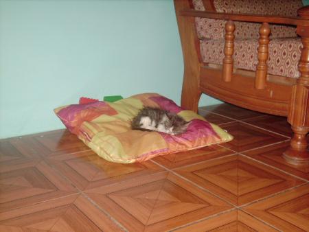 le dernier de la mifa !!