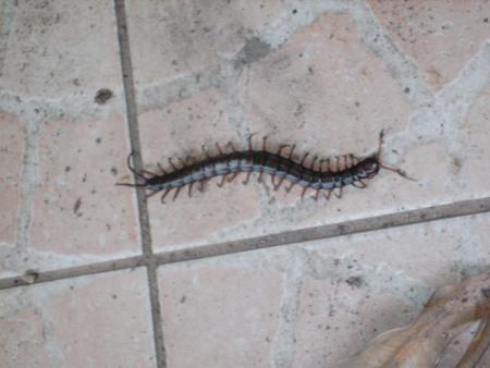 6 J' tattrape jte pique !! aaaaaaaaaaaah sacr� b�te a 1000 pattes...