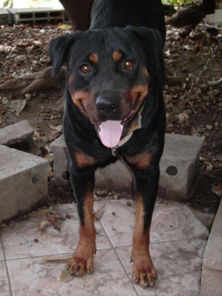 Wouff wouff !! moi c Udjy... wech !!